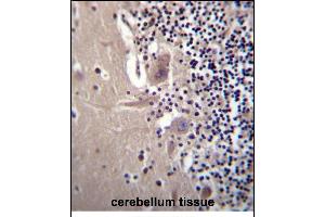 CRYBA1 Antibody (Center) (ABIN656311 and ABIN2845613) immunohistochemistry analysis in formalin fixed and paraffin embedded human cerebellum tissue followed by peroxidase conjugation of the secondary antibody and DAB staining. (CRYBA1 抗体  (AA 104-133))