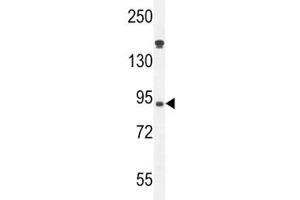Myeloperoxidase antibody western blot analysis in HL-60 lysate. (Myeloperoxidase 抗体  (AA 60-89))