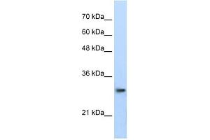 Western Blotting (WB) image for anti-Proteasome Subunit alpha Type 1 (PSMA1) antibody (ABIN633331)