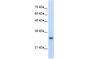 PSMA1 antibody used at 0. (PSMA1 抗体)