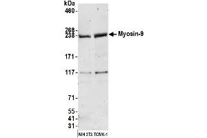 Western Blotting (WB) image for anti-Myosin 9 (MYH9) (AA 1900-1950) antibody (ABIN7450474)