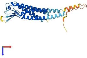 LHFPL4 Protein (AA 1-247) (His tag)