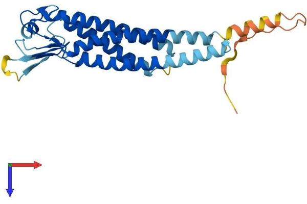 LHFPL4 Protein (AA 1-247) (His tag)