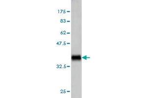 Western Blotting (WB) image for anti-Tumor Necrosis Factor (Ligand) Superfamily, Member 14 (TNFSF14) (AA 61-170) antibody (ABIN563760)