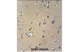 NGFR Antibody (ABIN2802041 and ABIN6577055) immunohistochemistry analysis in formalin fixed and paraffin embedded human brain tissue followed by peroxidase conjμgation of the secondary antibody and DAB staining. (NGFR 抗体)