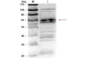 Western Blot of Rabbit Anti-RFX5 antibody. (RFX5 抗体  (AA 32-0))