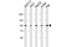 All lanes : Anti-SLC22A2 Antibody (N-term) at 1:2000 dilution Lane 1: 293T/17 whole cell lysate Lane 2: A431 whole cell lysate Lane 3: HepG2 whole cell lysate Lane 4: Jurkat whole cell lysate Lane 5: Raji whole cell lysate Lysates/proteins at 20 μg per lane. (SLC22A2 抗体  (N-Term))