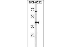 UTF1 Antibody (Center) (ABIN1537712 and ABIN2848692) western blot analysis in NCI- cell line lysates (35 μg/lane). (UTF1 抗体  (AA 101-129))