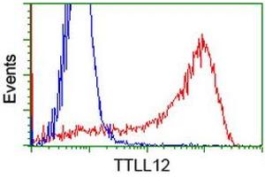 Image no. 4 for anti-Tubulin tyrosine Ligase-Like Family, Member 12 (TTLL12) antibody (ABIN1499030) (TTLL12 抗体)