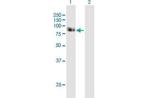 Western Blotting (WB) image for anti-Amyloid beta (A4) Precursor Protein-Binding, Family B, Member 1 (Fe65) (APBB1) (AA 1-708) antibody (ABIN513387)