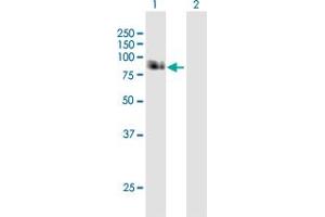 Western Blot analysis of APBB1 expression in transfected 293T cell line by APBB1 MaxPab polyclonal antibody. (FE65 抗体  (AA 1-708))
