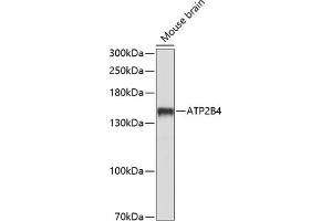 Western blot analysis of extracts of mouse brain, using B4 antibody (ABIN6127393, ABIN6137320, ABIN6137321 and ABIN6214232) at 1:1000 dilution. (ATP2B4 抗体  (AA 1141-1205))