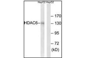 Western blot analysis of extracts from HepG2 cells, using HDAC6 Antibody. (HDAC6 抗体  (N-Term))