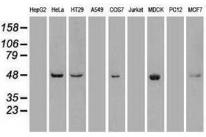 Image no. 3 for anti-Polo-Like Kinase 1 (PLK1) antibody (ABIN1500279) (PLK1 抗体)