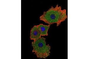 Immunofluorescence (IF) image for anti-SMAD Family Member 9 (SMAD9) antibody (ABIN2998334) (SMAD9 抗体)
