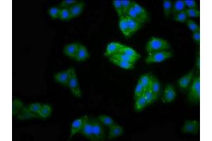 Immunofluorescence staining of HepG2 cells with ABIN7160141 at 1:100, counter-stained with DAPI. (MOCS2 抗体  (AA 1-88))
