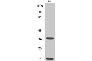 Western Blotting (WB) image for anti-Caspase 6 p18 (Cleaved-Asp179) antibody (ABIN5955977) (Caspase 6 p18 (Cleaved-Asp179) 抗体)