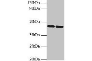 Western blot All lanes: SHBG antibody at 2 μg/mL Lane 1: Hela whole cell lysate Lane 2: NIH/3T3 whole cell lysate Secondary Goat polyclonal to rabbit IgG at 1/10000 dilution Predicted band size: 44, 32, 33, 42 kDa Observed band size: 44 kDa (SHBG 抗体  (AA 30-402))