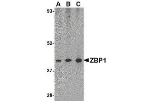 Western Blotting (WB) image for anti-Z-DNA Binding Protein 1 (ZBP1) (C-Term) antibody (ABIN2473228) (ZBP1 抗体  (C-Term))