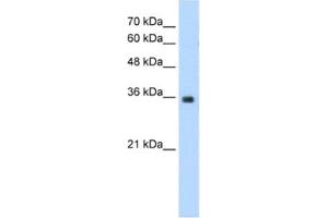 Western Blotting (WB) image for anti-Mortality Factor 4 Like 2 (MORF4L2) antibody (ABIN2460790) (MORF4L2 抗体)
