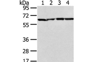 Western Blot analysis of Jurkat, hela, K562 and 231 cell using ATIC Polyclonal Antibody at dilution of 1/300 (ATIC 抗体)