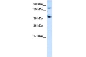 Western Blotting (WB) image for anti-Sp7 Transcription Factor (SP7) antibody (ABIN2460255) (SP7 抗体)