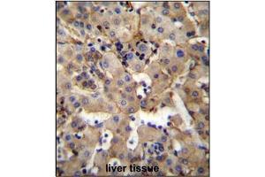 Immunohistochemistry analysis in Formalin Fixed, Paraffin Embedded Human liver tissue stained with SGPL1 Antibody (N-term) followed by peroxidase conjugation of the secondary antibody and DAB staining. (SGPL1 抗体  (N-Term))