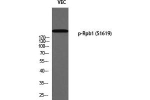Western Blotting (WB) image for anti-RNA Polymerase II Subunit RPB1 (POLR2A) (pSer1619) antibody (ABIN5959398) (POLR2A/RPB1 抗体  (pSer1619))