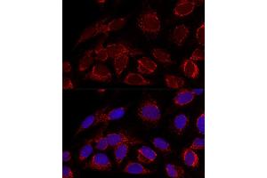 Immunofluorescence (IF) image for anti-Hydroxyacyl-Coenzyme A Dehydrogenase/3-Ketoacyl-Coenzyme A Thiolase/enoyl-Coenzyme A Hydratase (Trifunctional Protein), alpha Subunit (HADHA) (AA 484-763) antibody (ABIN6141586)
