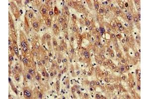 Immunohistochemistry of paraffin-embedded human liver tissue using ABIN7167597 at dilution of 1:100 (RGS19 抗体  (AA 1-87))
