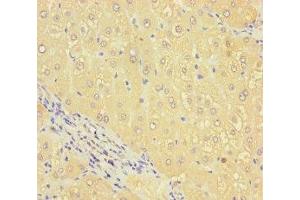 Immunohistochemistry of paraffin-embedded human liver tissue using ABIN7168655 at dilution of 1:100 (SEC14L4 抗体  (AA 201-360))