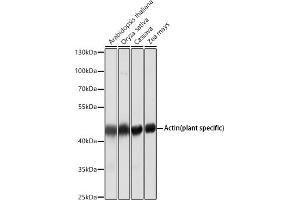 Western blot analysis of extracts of various cell lines, using Actin (plant specific) antibody (ABIN1513383, ABIN1684226, ABIN1684286 and ABIN5663539) at 1:5000 dilution. (beta Actin 抗体)