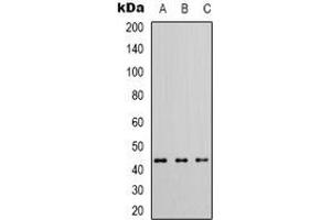 Western blot analysis of CADM3 expression in KNRK (A), NIH3T3 (B), mouse brain (C) whole cell lysates. (CADM3 抗体)