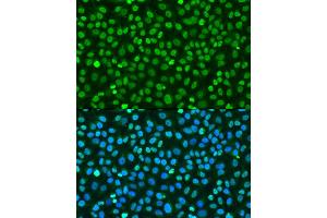 Immunofluorescence analysis of U2OS cells using Histone H2AX Rabbit pAb (ABIN7267725) at dilution of 100 (40x lens). (Histone H2A 抗体  (C-Term))