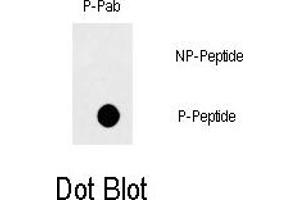 Image no. 1 for anti-TNF Receptor Superfamily, Member 6 (FAS) (pTyr291) antibody (ABIN358278)