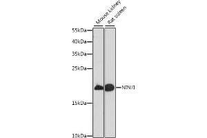 Western blot analysis of extracts of various cell lines, using NINJ1 antibody (ABIN7268918) at 1:1000 dilution. (NINJ1 抗体  (AA 1-100))