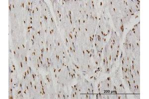 Image no. 1 for anti-TATA Box Binding Protein Associated Factor 11 (TAF11) (AA 158-211) antibody (ABIN598956) (TAF11 抗体  (AA 158-211))