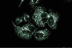 Immunofluorescence staining of HeLa cells. (Sorting Nexin 1 抗体  (AA 1-108))