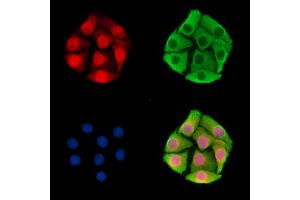 ABIN7095830 and ABIN7099892 staining Hela cells by IF/ICC. (PWWP2A 抗体)