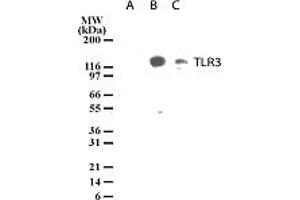 Image no. 2 for anti-Toll-Like Receptor 3 (TLR3) (AA 55-70) antibody (ABIN208035) (TLR3 抗体  (AA 55-70))
