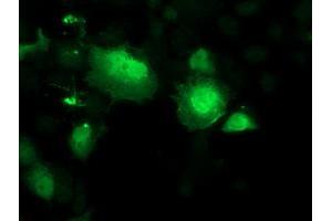 Anti-SMS mouse monoclonal antibody (ABIN2454716) immunofluorescent staining of COS7 cells transiently transfected by pCMV6-ENTRY SMS (RC200619). (SMS 抗体)
