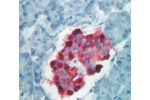 Formalin fixed paraffin embedded human pancreas stained with Chromogranin A antibody. (Chromogranin A 抗体  (C-Term))