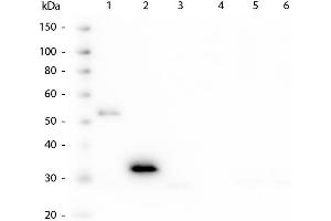Western Blot of Mouse anti-Human Fc antibody. (小鼠 anti-人 IgG (Fc Region) Antibody)
