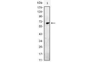 Western Blot showing EGF antibody used against EGF-hIgGFc transfected HEK293 cell lysate. (EGF 抗体)