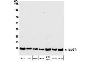 anti-Membrane Magnesium Transporter 1 (MMGT1) (AA 81-131) antibody