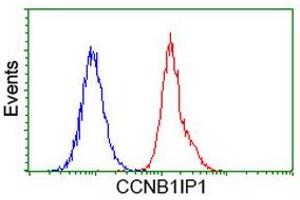 Flow cytometric Analysis of Hela cells, using anti-CCNB1IP1 antibody (ABIN2454441), (Red), compared to a nonspecific negative control antibody, (Blue). (CCNB1IP1 抗体)