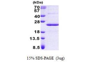 SDS-PAGE (SDS) image for Protein Phosphatase 1, Regulatory (Inhibitor) Subunit 11 (PPP1R11) (AA 1-126) protein (His tag) (ABIN5853048)