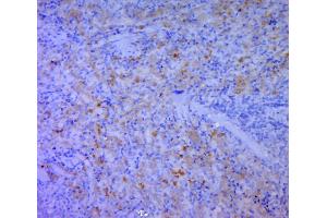 Paraformaldehyde-fixed, paraffin embedded rat spleen, Antigen retrieval by boiling in sodium citrate buffer (pH6. (CD5L 抗体  (AA 221-347))