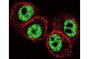 Confocal immunofluorescent analysis of RUNX1 antibody with HeLa cells followed by Alexa Fluor 488-conjugated goat anti-rabbit lgG (green). (RUNX1 抗体  (AA 227-255))