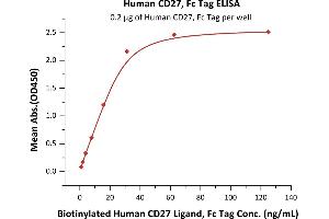 Immobilized Human CD27, Fc Tag (ABIN2180735,ABIN2180734) at 2 μg/mL (100 μL/well) can bind Biotinylated Human CD27 Ligand, Fc Tag (ABIN5674589,ABIN6253685) with a linear range of 1-31 ng/mL (QC tested). (CD27 Protein (AA 21-192) (Fc Tag))